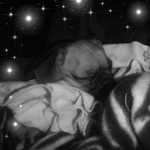 Meet your Posher, Leslie